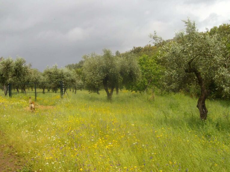 Acampar gratis Badajoz